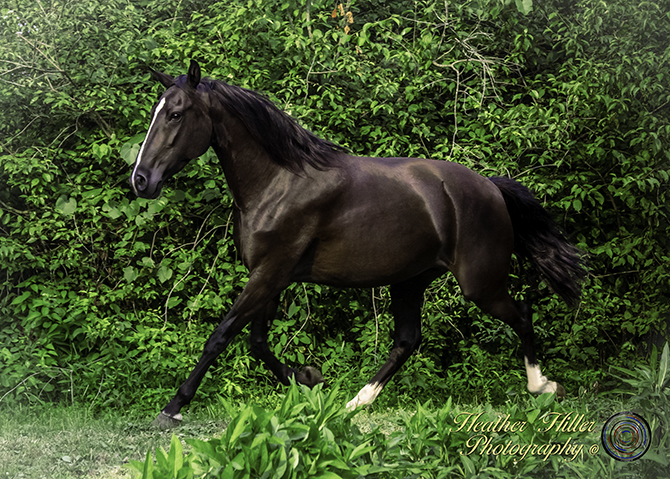 Itala KD